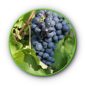 avanà vitigno del Alta val di susa a Chiomonte (TO) Piemonte Italia.