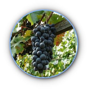becuet grape variety