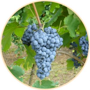 chatus vitigno Casa Ronsil Vini 